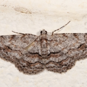 Didymoctenia exsuperata at Melba, ACT - 4 Jan 2021 10:41 PM