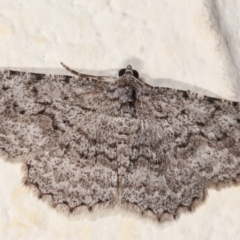 Psilosticha absorpta (Fine-waved Bark Moth) at Melba, ACT - 4 Jan 2021 by kasiaaus