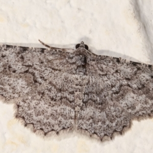 Psilosticha absorpta at Melba, ACT - 4 Jan 2021 10:41 PM