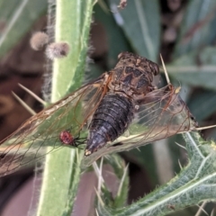 Galanga labeculata (Double-spotted cicada) at Deakin, ACT - 16 Jan 2021 by JackyF