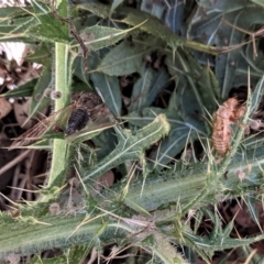 Galanga labeculata at Deakin, ACT - 16 Jan 2021