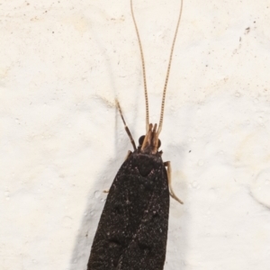 Lecithocera terrigena at Melba, ACT - 4 Jan 2021