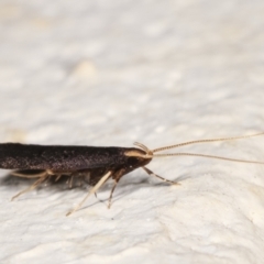 Lecithocera terrigena at Melba, ACT - 4 Jan 2021 10:44 PM