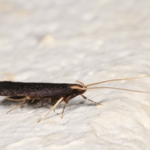 Lecithocera terrigena at Melba, ACT - 4 Jan 2021