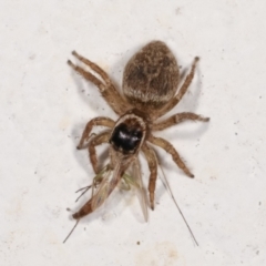 Maratus griseus (Jumping spider) at Melba, ACT - 4 Jan 2021 by kasiaaus