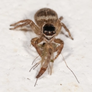 Maratus griseus at Melba, ACT - 4 Jan 2021 11:31 PM