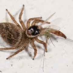 Maratus griseus at Melba, ACT - 4 Jan 2021