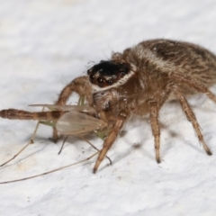 Maratus griseus at Melba, ACT - 4 Jan 2021 11:31 PM