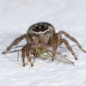 Maratus griseus at Melba, ACT - 4 Jan 2021 11:31 PM