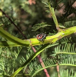 Oechalia schellenbergii at Deakin, ACT - 17 Jan 2021 04:17 PM