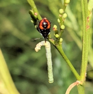 Oechalia schellenbergii at Deakin, ACT - 17 Jan 2021 04:17 PM