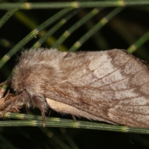 Pernattia pusilla at Melba, ACT - 5 Jan 2021