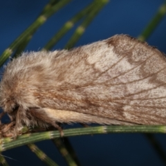 Pernattia pusilla at Melba, ACT - 5 Jan 2021