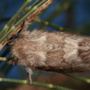 Pernattia pusilla at Melba, ACT - 5 Jan 2021