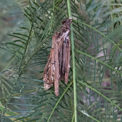Clania (genus) (A case moth) at Deakin, ACT - 17 Jan 2021 by JackyF