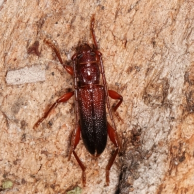 Callidiopis praecox (A longhorn beetle) at Melba, ACT - 5 Jan 2021 by kasiaaus