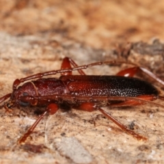 Callidiopis praecox at Melba, ACT - 5 Jan 2021 02:47 PM