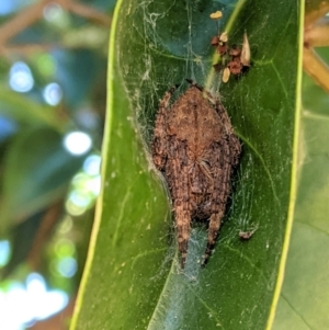 Araneinae (subfamily) at Lyneham, ACT - 16 Jan 2021