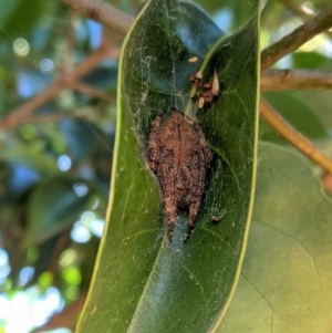 Araneinae (subfamily) at Lyneham, ACT - 16 Jan 2021