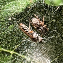 Badumna sp. (genus) (Lattice-web spider) at Hughes, ACT - 17 Jan 2021 by JackyF