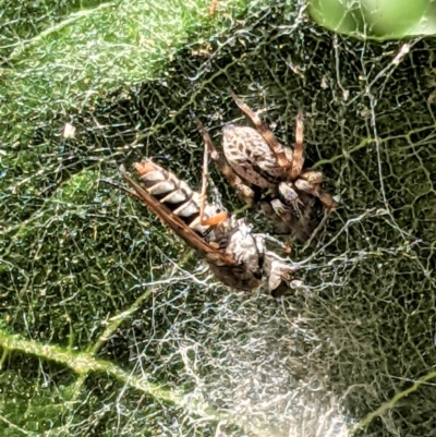 Badumna sp. (genus) (Lattice-web spider) at Hughes, ACT - 17 Jan 2021 by JackyF