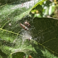 Badumna sp. (genus) at Hughes, ACT - 17 Jan 2021