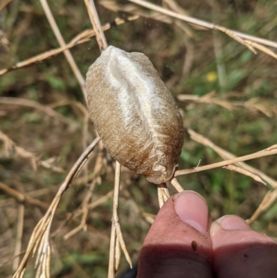 Mantidae (family) (Egg case of praying mantis) at Hughes, ACT - 16 Jan 2021 by JackyF