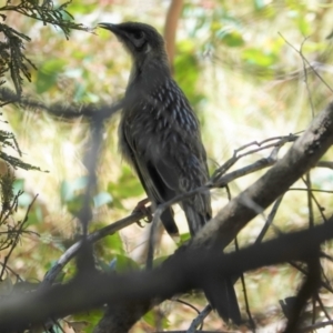 Anthochaera carunculata at Deakin, ACT - 17 Jan 2021