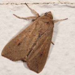 Mythimna (Pseudaletia) convecta (Common Armyworm) at Melba, ACT - 5 Jan 2021 by kasiaaus