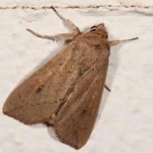 Mythimna (Pseudaletia) convecta at Melba, ACT - 5 Jan 2021 10:48 PM