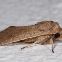 Mythimna (Pseudaletia) convecta at Melba, ACT - 5 Jan 2021 10:48 PM