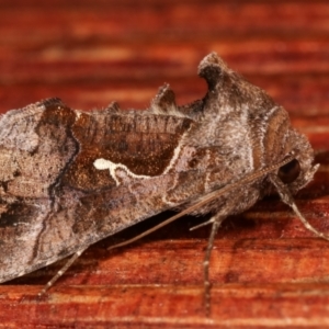 Chrysodeixis subsidens at Melba, ACT - 5 Jan 2021