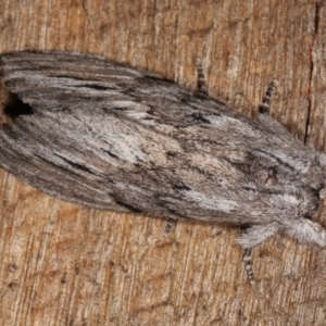 Destolmia lineata at Melba, ACT - 5 Jan 2021 10:50 PM