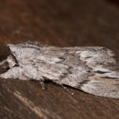 Destolmia lineata at Melba, ACT - 5 Jan 2021 10:50 PM