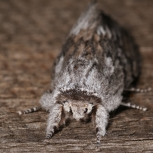 Destolmia lineata at Melba, ACT - 5 Jan 2021 10:50 PM