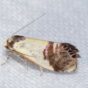 Eupselia satrapella and similar species at Melba, ACT - 5 Jan 2021 10:55 PM