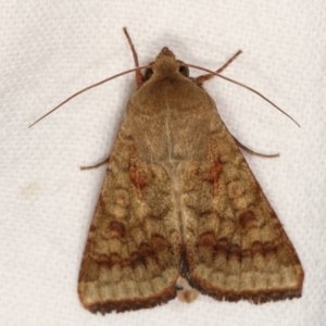 Helicoverpa (genus) at Melba, ACT - 5 Jan 2021