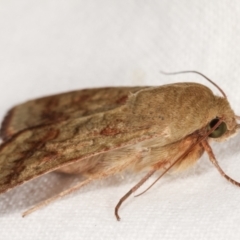 Helicoverpa (genus) at Melba, ACT - 5 Jan 2021