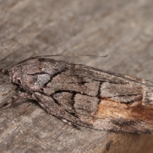 Illidgea epigramma at Melba, ACT - 5 Jan 2021