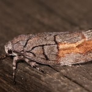 Illidgea epigramma at Melba, ACT - 5 Jan 2021