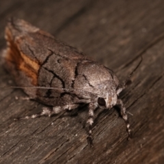 Illidgea epigramma at Melba, ACT - 5 Jan 2021