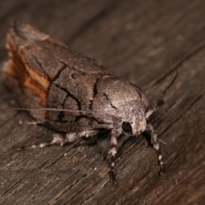 Illidgea epigramma at Melba, ACT - 5 Jan 2021 11:00 PM