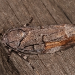 Illidgea epigramma at Melba, ACT - 5 Jan 2021