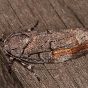 Illidgea epigramma at Melba, ACT - 5 Jan 2021