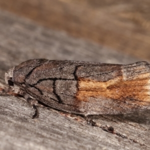 Illidgea epigramma at Melba, ACT - 5 Jan 2021