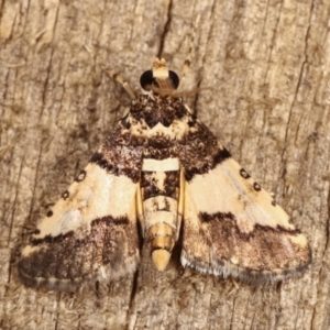 Nacoleia mesochlora at Melba, ACT - 5 Jan 2021