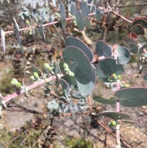 Eucalyptus pulverulenta at Bredbo, NSW - 30 Dec 2020 02:14 PM