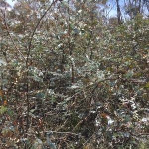 Eucalyptus pulverulenta at Bredbo, NSW - 30 Dec 2020 02:14 PM