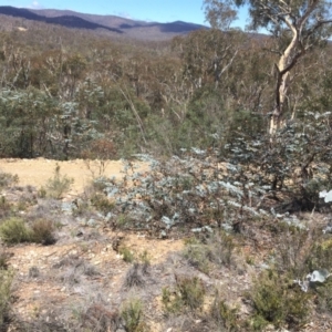 Eucalyptus pulverulenta at Bredbo, NSW - 30 Dec 2020 02:14 PM