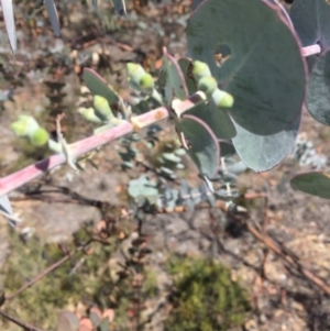 Eucalyptus pulverulenta at Bredbo, NSW - 30 Dec 2020 02:14 PM